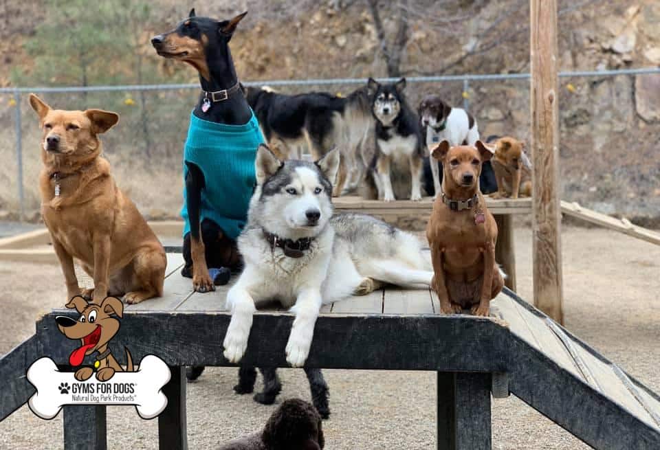 A pack of dogs on dog park agility equipment