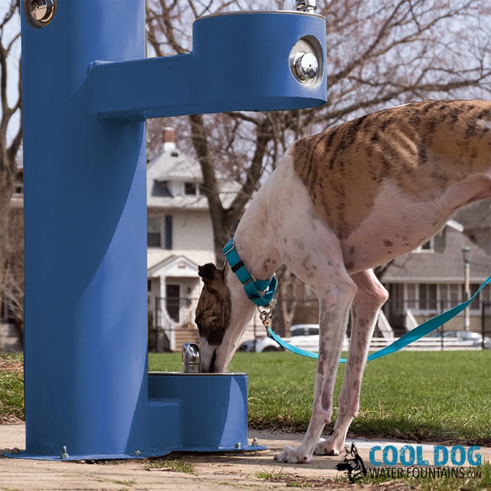A greyhound drinking from a blue Cool Dog water fountain
